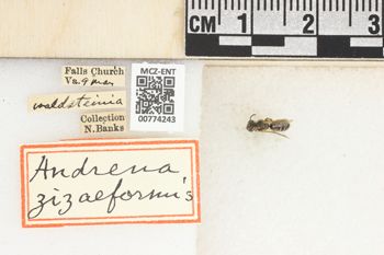 Media type: image;   Entomology 774243 Aspect: Labels